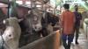 Dampak Wabah PMK, Produksi Susu Sapi di Jabar Turun 1 Ton per Hari