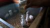 Bisnis Ternak Tikus Putih, Dijual Rp4.000-Rp70.000 per Ekor - Bagian 2