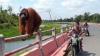 Heboh Penampakan Orang Utan Nangkring di Jembatan, Dibantu Anggota TNI Masuk Hutan