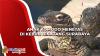 29 Anak Komodo Menetas di Kebun Binatang Surabaya