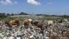 Duh, Sapi-Sapi Ini Makan Sampah Dijual Pemilik Rp23 Juta Jelang Idul Adha - Bagian 4