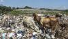 Duh, Sapi-Sapi Ini Makan Sampah Dijual Pemilik Rp23 Juta Jelang Idul Adha - Bagian 3