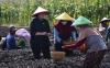 Di Bawah Terik Matahari, Puan Ikut Tanam Bawang dan Dengar Keluhan Petani di Brebes