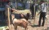Ternyata Ini Alasan Pedagang Kambing Kurban di Bantul Pakai SPG Cantik hingga Viral