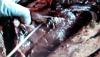  Periksa Hewan Kurban, Petugas Temukan Ratusan Cacing Bersarang di Hati Sapi