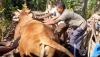 Sapi Simental di Blora Ngamuk saat Akan Disembelih, Seruduk Warga hingga Terluka