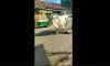  Sapi di Jepara Ngamuk saat Akan Disembelih, Tabrak 2 Motor dan Lukai Warga