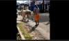 Sapi di Cilacap Ngamuk dan Berlari ke Jalan Raya, Puluhan Warga Kewalahan Menangkap