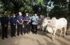 Tebar Kurban Sebar Kepedulian, Baznas Sleman Bagikan 4 Sapi dan 3 Kambing