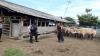  Kandang Kerbau Bule Keraton Solo Disemprot Disinfektan 