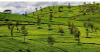 4 Wisata di Bandung yang Masih Alami dengan Pemandangan Indah, Pernah Singgah?