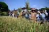 Panen Padi Hitam ‘Jeliteng’ Bupati Kebumen: Cocok Dikembangkan dan Produksinya Tinggi 