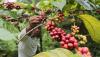Nilai Ekspor Kopi Indonesia Capai 394 Juta Dolar AS - Bagian 2