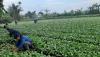 Gegara Harga Anjlok, Petani Sukabumi Biarkan Tanaman Sawi 30 Hektare Membusuk 