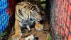 Harimau Bekeliaran di Aceh Jaya, Mangsa Sapi Milik Warga