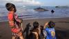 Bangkai Paus Sperma Bikin Pantai Warudoyong Penuh Darah dan Berbau Busuk - Bagian 4