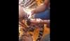 Harimau Sumatera Betina Terjerat Perangkap Babi di Gayo Lues, Warga Bantu Lepaskan