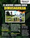 Infografis 25 Hektare Ladang Ganja Dimusnahkan