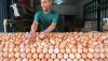 Harga Telur Ayam Rp32.000, Tertinggi Sejak Republik Indonesia Berdiri - Bagian 2