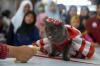 Cat Fashion Week Meriahkan Hari Kucing Sedunia di Banda Aceh - Bagian 3