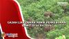 Gajah Liar Obrak-abrik Perkebunan Sawit di Aceh Jaya