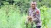 Berantas Narkoba, Polisi Musnahkan Ladang Ganja Seluas 4 Hektare di Aceh Besar