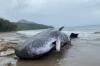 Polres Buru Selatan Kubur Bangkai Paus 12 Meter yang Terdampar, Khawatir Tularkan Penyakit ke Warga