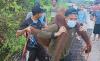 2 Orang Utan Terkena Tembakan Ditemukan di Permukiman, Peluru Bersarang di Pinggul