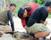 Dua Buaya Peliharaan Warga di Sampit Dievakuasi Petugas BKSDA