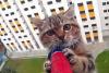 Kota Tasikmalaya Geger! Puluhan Kucing Mati Disiksa dan Dimutilasi