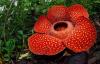 Bunga Bangkai atau Rafflesia Arnoldi, Apa Bedanya? Ini Karakteristik dan Manfaatnya Lengkap
