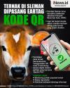 Infografis Ternak di Sleman Dipasang Eartag Kode QR