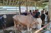 Peternak Sapi di Bandung Diajak ke Sleman Belajar Produksi Pupuk Organik Padat