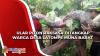 Ngeri, Ular Piton Raksasa Ditangkap Warga Desa Latompe Muna Barat