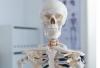 Macam-macam Tulang Berdasarkan Bentuk, Letak dan Jenisnya Lengkap
