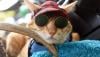 Gaya Kucing Oranye Pakai Kacamata Hitam Disuntik Rabies - Bagian 1