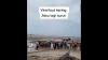 Viral Video Fenomena Air Laut Surut Mirip Tanda Tsunami di Pantai Sampur, Ini Penjelasan BPBD Babel