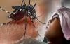 60.000 Telur Nyamuk Wolbachia Dikembangbiakkan di Ujungberung Bandung untuk Tekan Kasus DBD