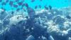 5 Tempat Wisata Taman Laut di Sulawesi Utara, Surganya para Penyelam Dunia