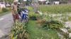 Diguyur Hujan Terus Menerus, Lahan Jagung Petani di Blora Terendam Air