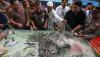 Panen 8 Ton Udang Vaname Hasil Budi Daya Sistem Bioflok - Bagian 2