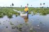 Puluhan Hektare Lahan Cabai dan Semangka di Kulonprogo Terendam, Petani Rugi Puluhan Juta
