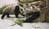 Lupakan Konflik, Taiwan dan China Bersatu demi Seekor Panda yang Sekarat