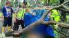 Pohon Besar di Malang Tumbang Timpa Bapak dan Anak, 1 Tewas 1 Luka Berat 