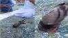 Video Viral Burung Merpati Sujud Bareng Jemaah Umrah, Wagub Sumut: Allahu Akbar