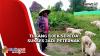 Tukang Ojek Sepeda di Kota Tua Jakarta Sukses jadi Peternak Kambing di Pemalang
