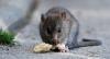 Dinkes Bantul Imbau Warga Waspada Leptospirosis, 2022 Ada 137 Kasus dan 4 Pasien Meninggal
