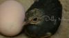 TNBNW di Gorontalo Punya 4 Lokasi Peneluran Burung Maleo