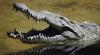  5 Hewan yang Selamat dari Kepunahan Dinosaurus, Urutan Terakhir Menjijikkan