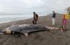 Paus Mati Terdampar di Pantai Bugel Kulonprogo, Ada Luka-Luka di Tubuhnya